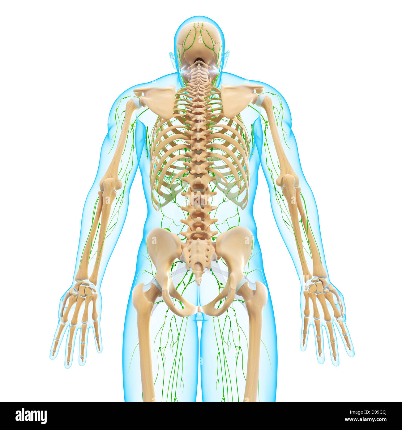 Lymphatic system of human body anatomy Stock Photo - Alamy