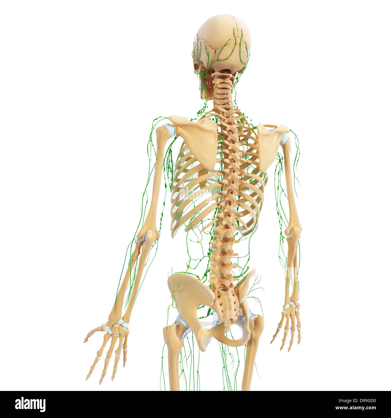 Lymphatic system of human body anatomy Stock Photo - Alamy