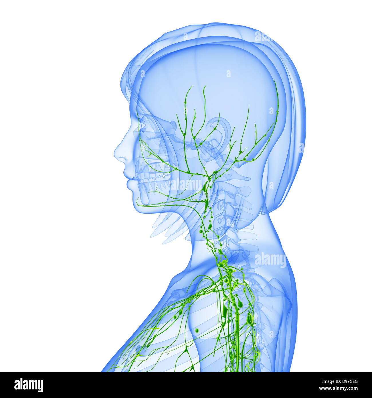 Lymphatic system of human body anatomy Stock Photo - Alamy