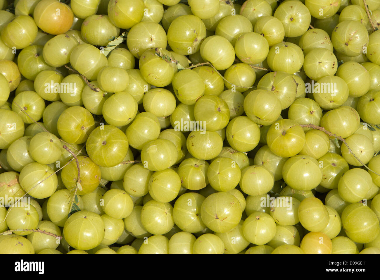 Close-up of a heap of Indian gooseberries (Emblica officinalis) Stock Photo