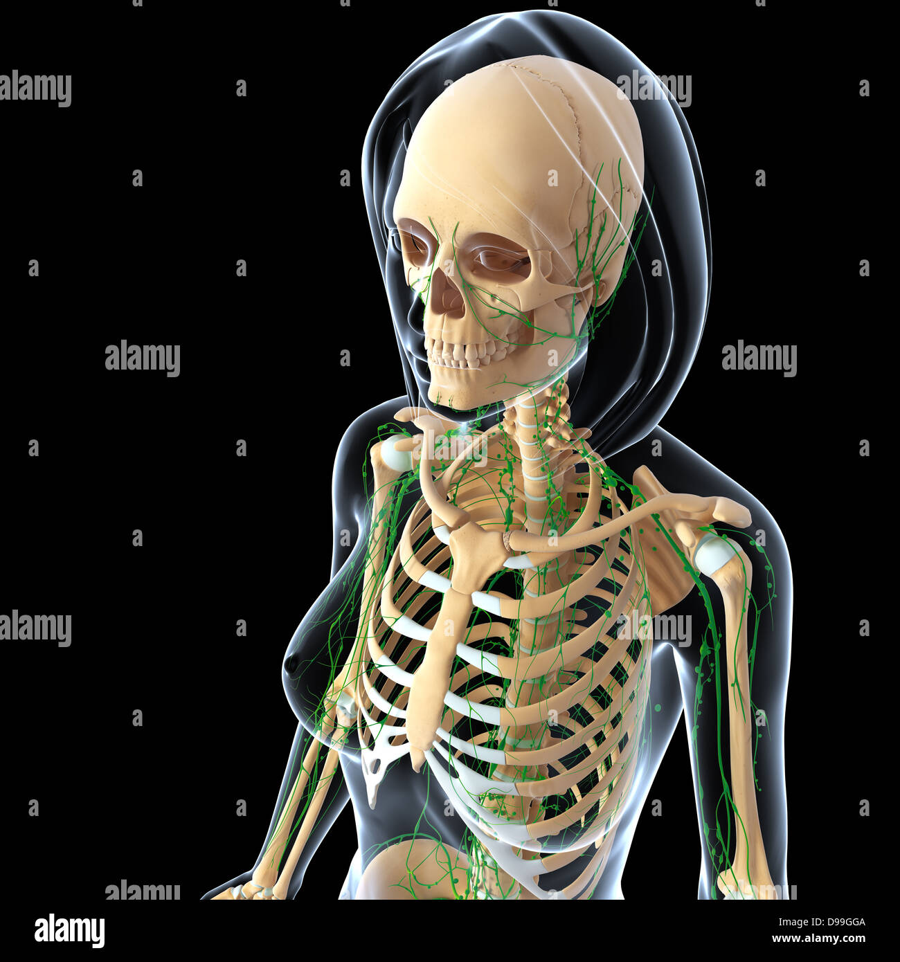 Lymphatic system of human body anatomy Stock Photo Biology Diagrams