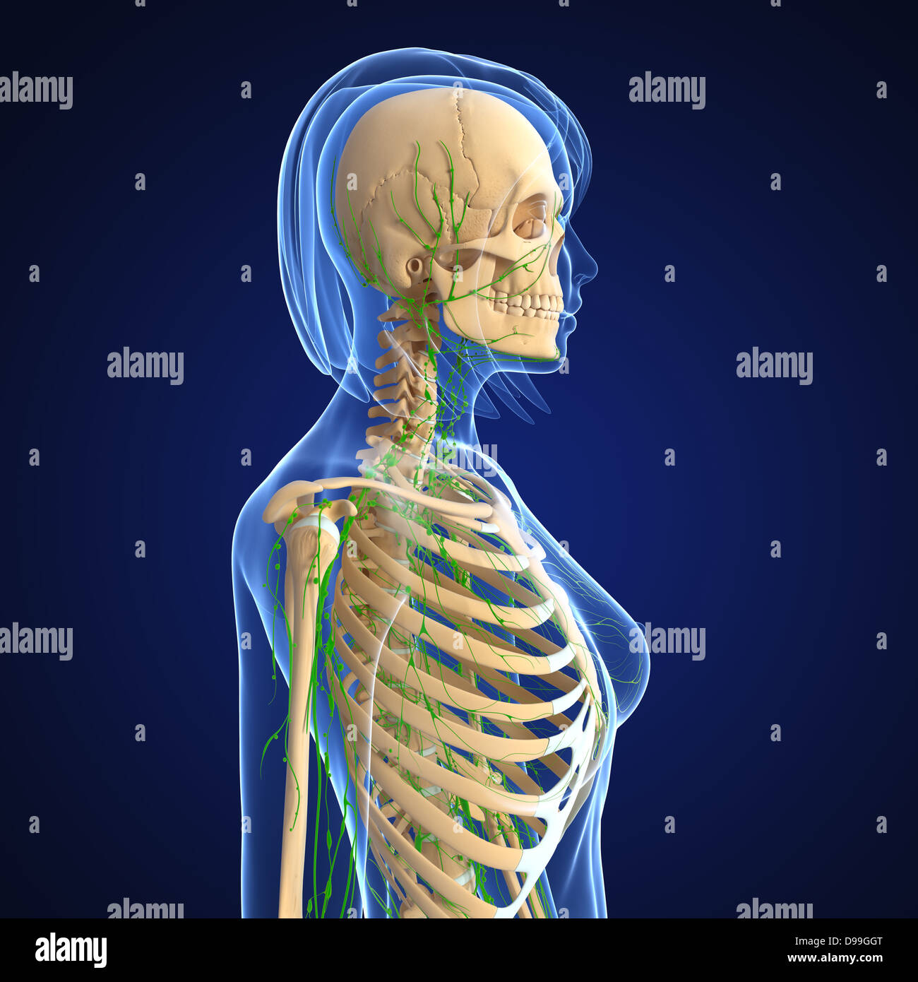 Lymphatic system of human body anatomy Stock Photo - Alamy