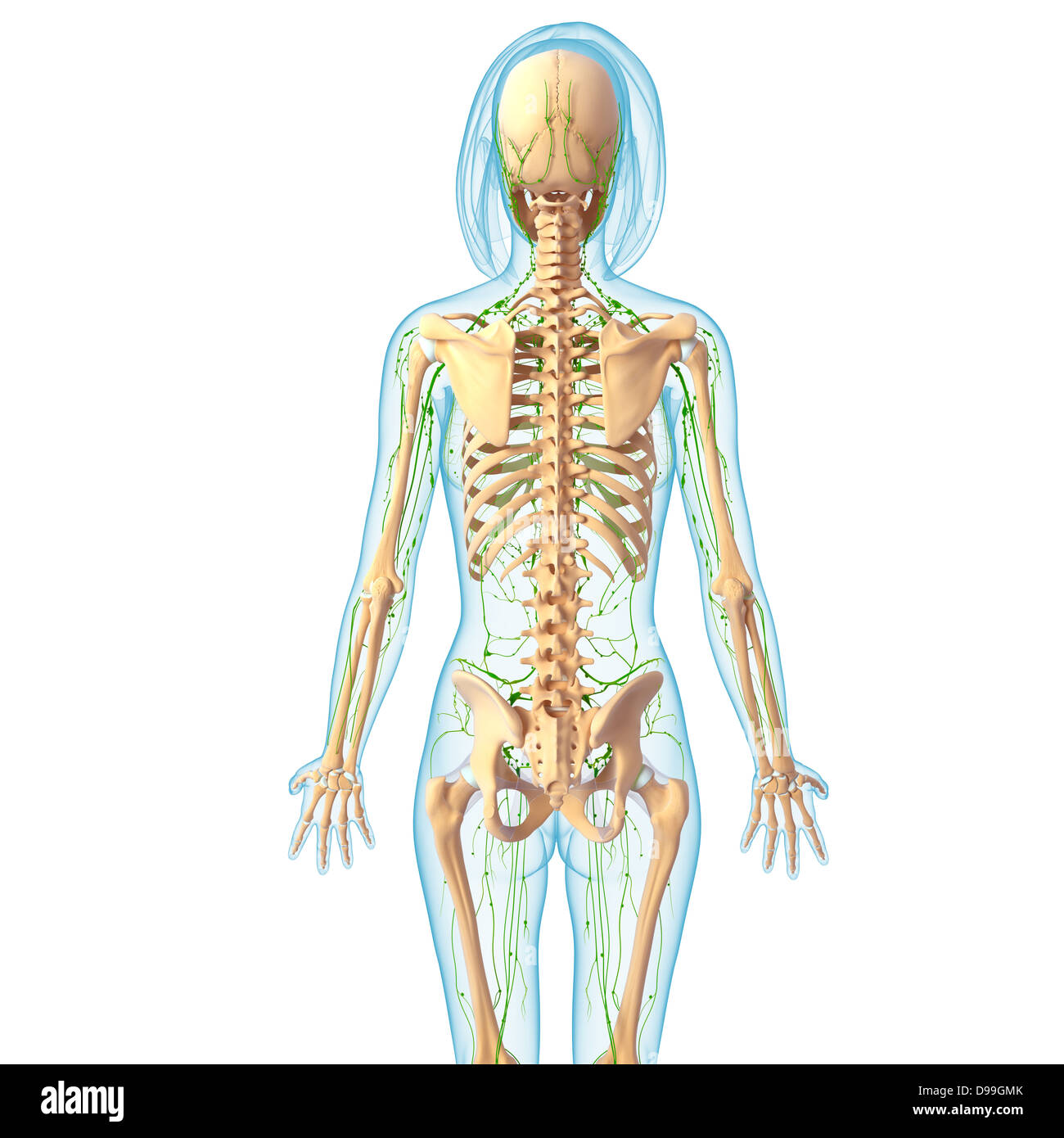 Lymphatic system of human body anatomy Stock Photo - Alamy