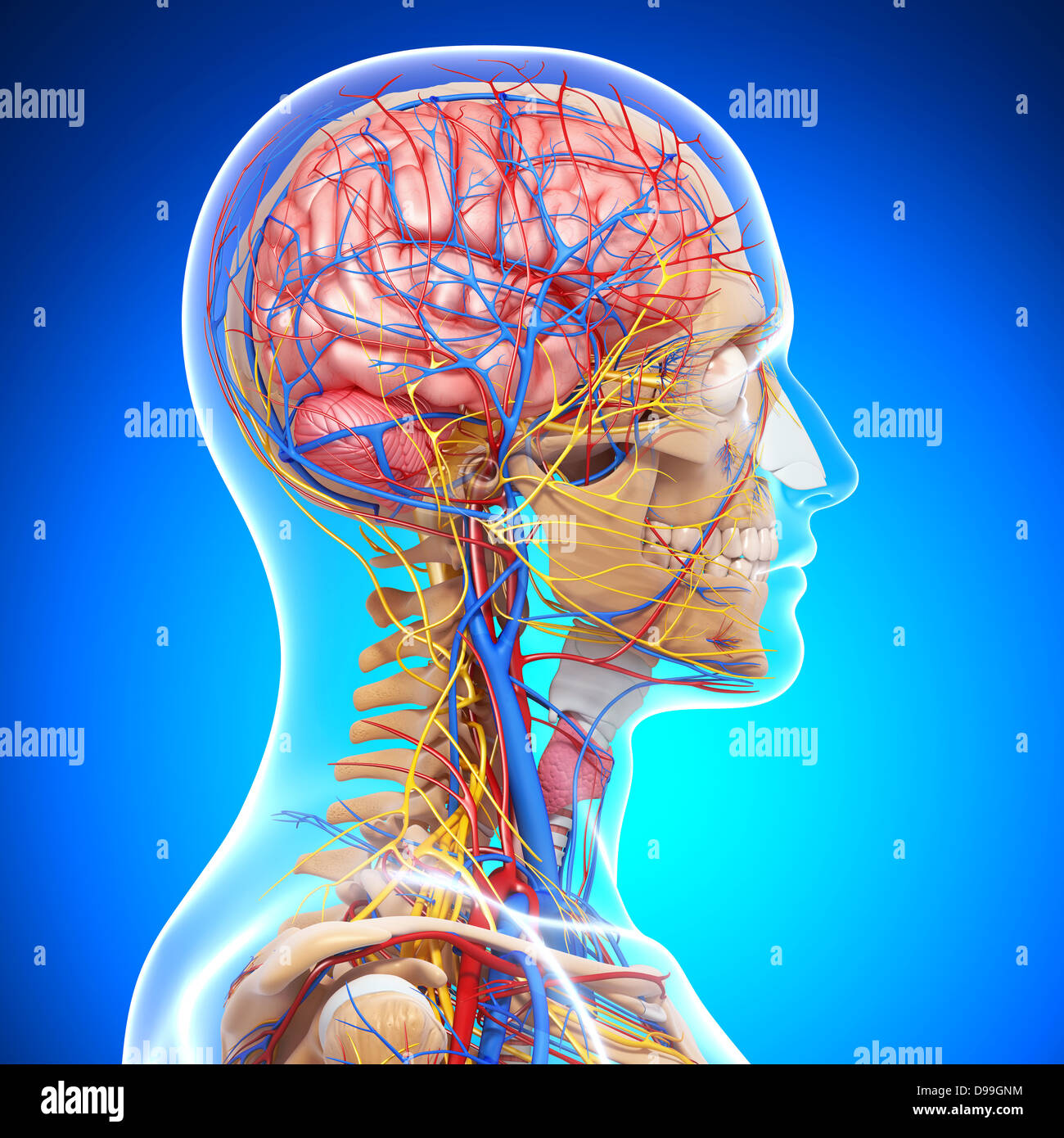 circulatory system of human head anatomy Stock Photo
