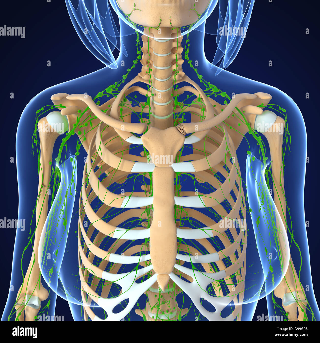 Lymphatic system of human body anatomy Stock Photo Biology Diagrams