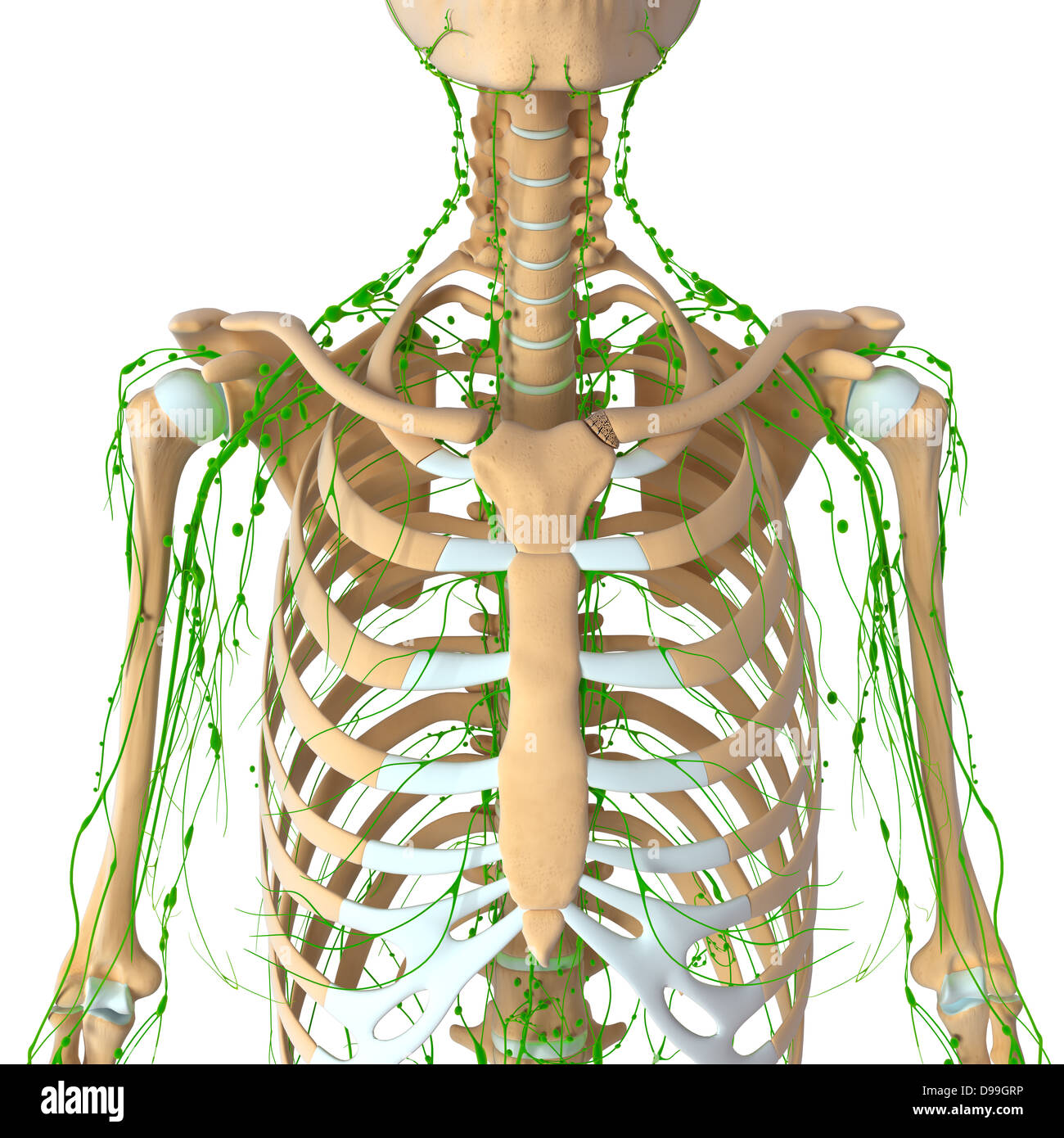 Lymphatic system of human body anatomy Stock Photo