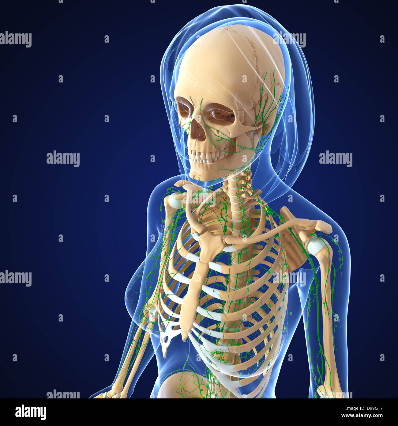 Lymphatic system of human body anatomy Stock Photo - Alamy
