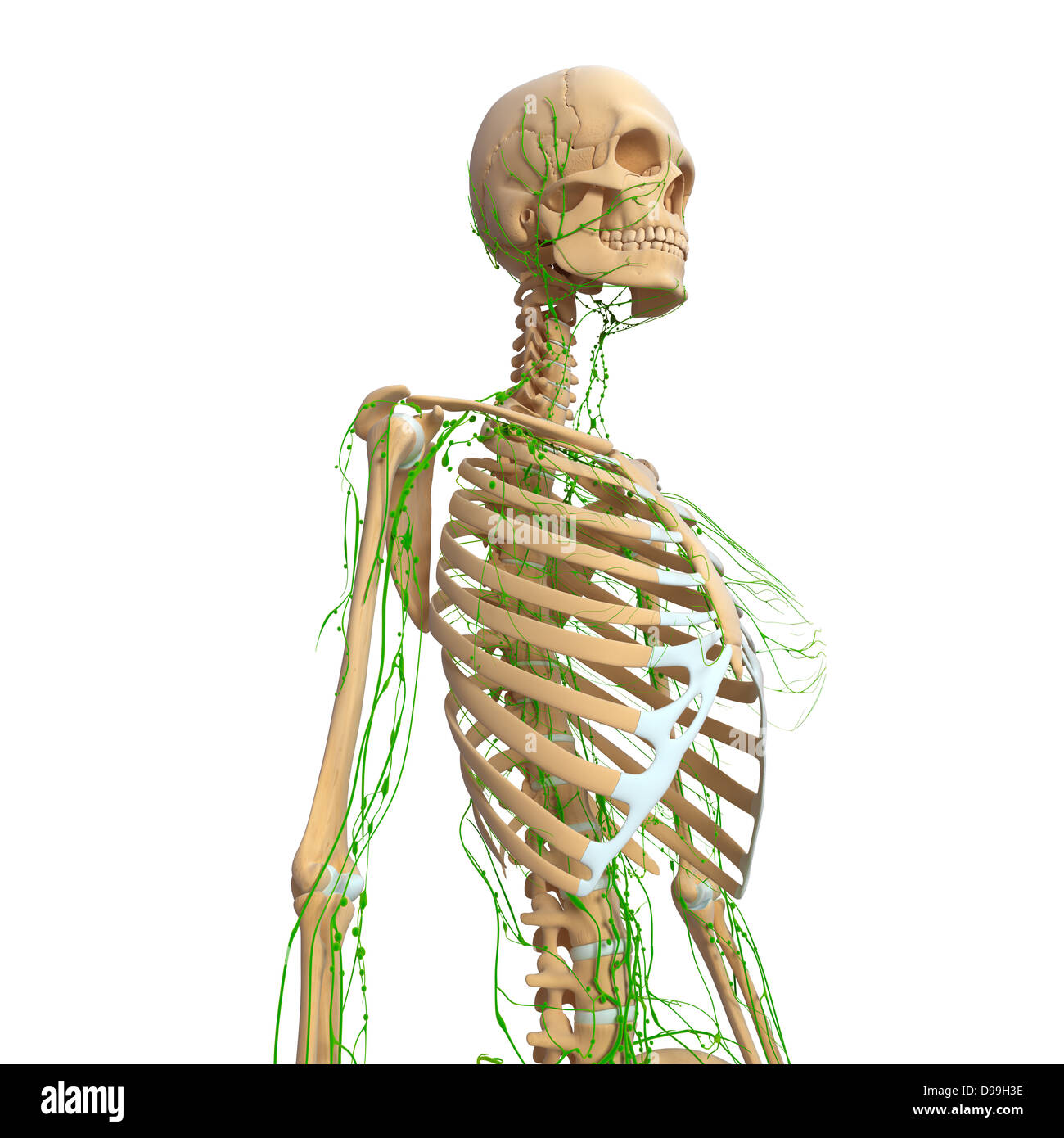 Lymphatic system of human body anatomy Stock Photo Biology Diagrams