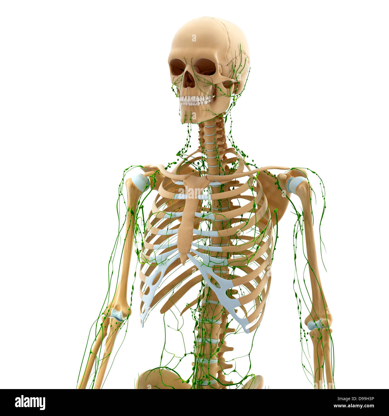 Lymphatic system of human body anatomy Stock Photo - Alamy