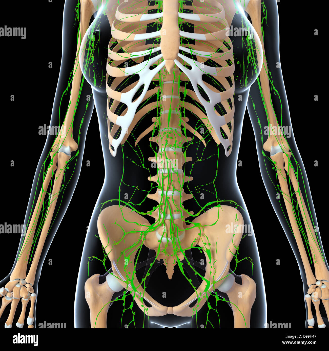 Lymphatic system of human body anatomy Stock Photo Biology Diagrams