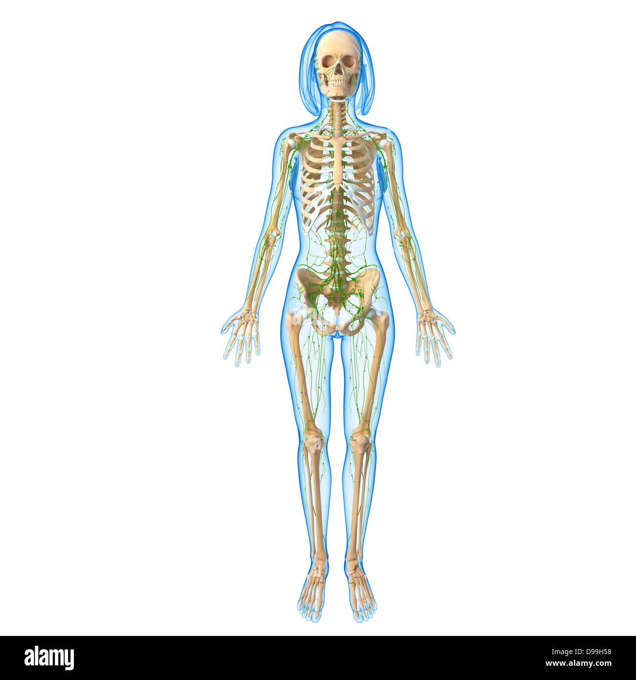 Lymphatic system of human body anatomy Stock Photo