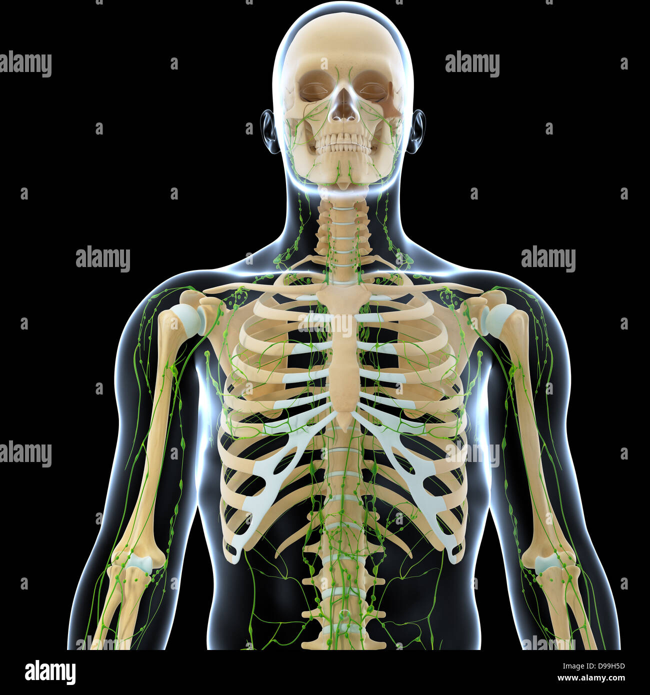 Lymphatic system of human body anatomy Stock Photo - Alamy