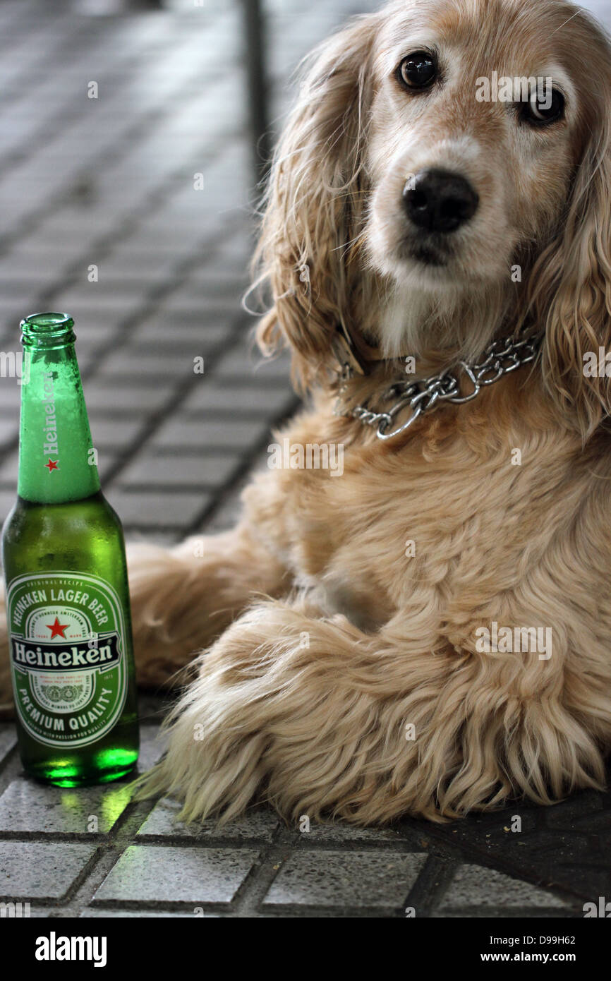 Dog drinking a beer Stock Photo