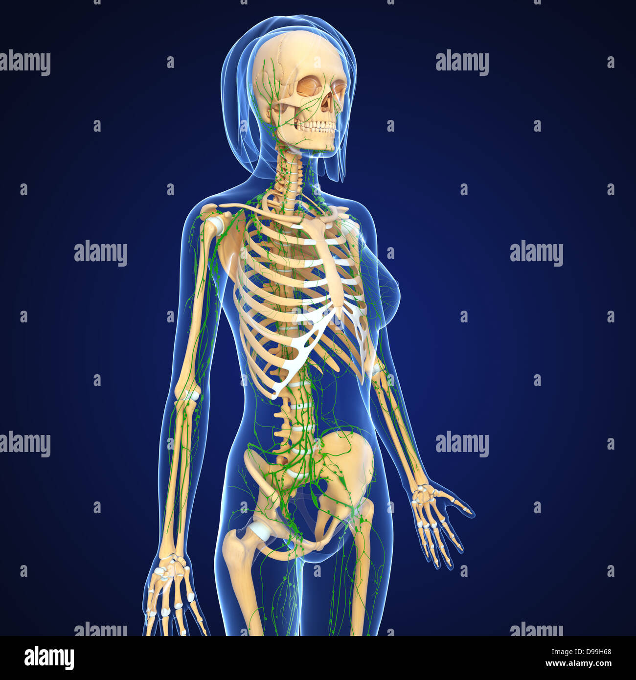 Lymphatic system of human body anatomy Stock Photo Biology Diagrams