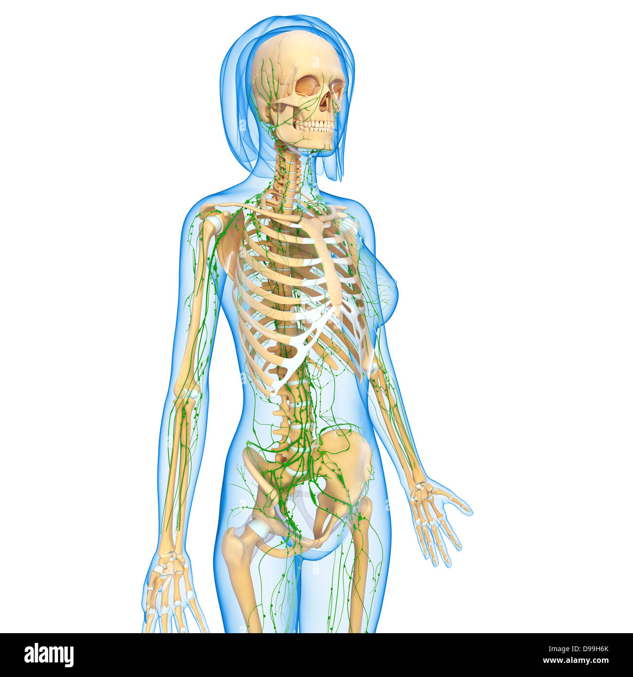 Lymphatic system of human body anatomy Stock Photo Biology Diagrams