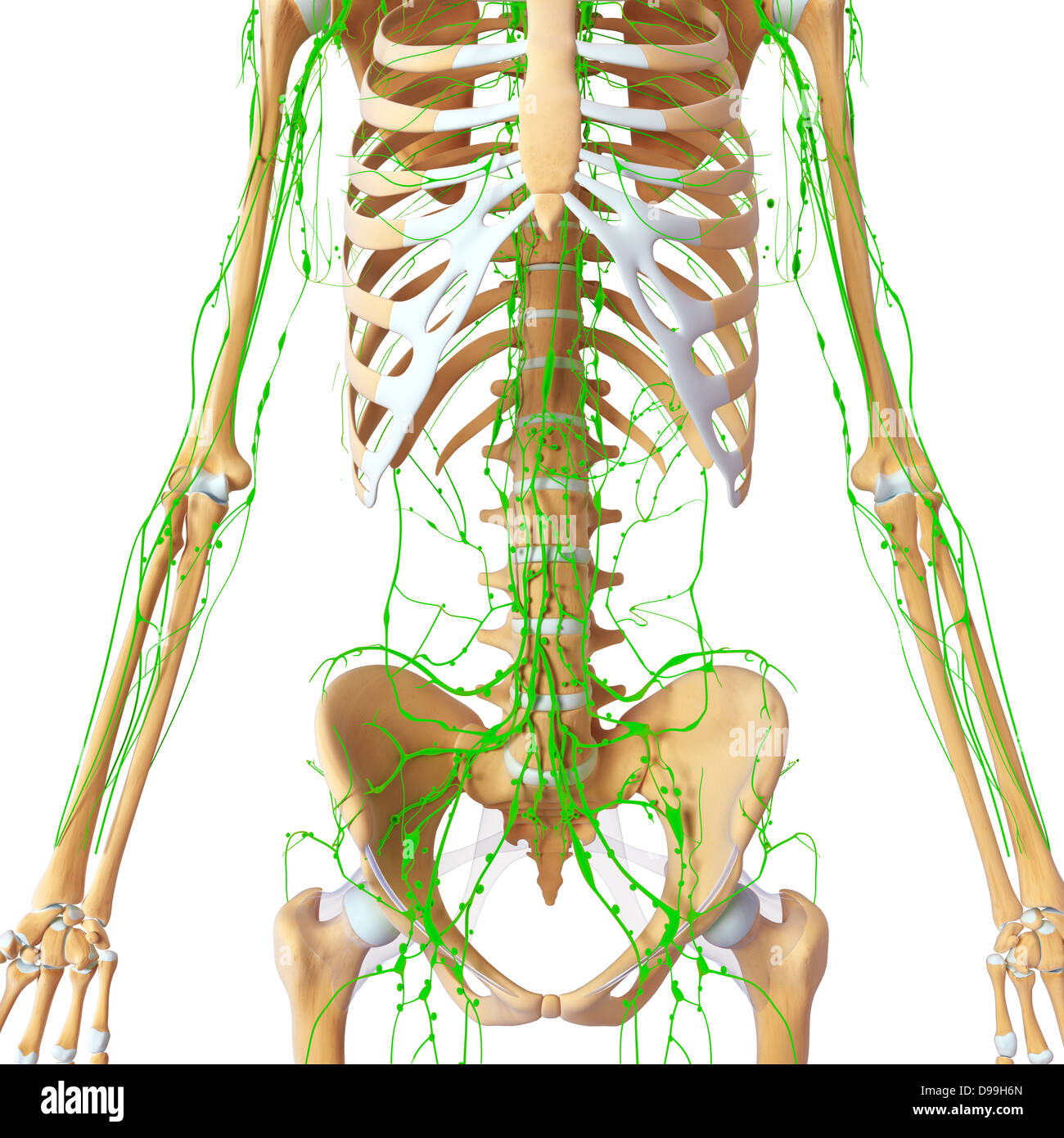 Lymphatic system of human body anatomy Stock Photo Biology Diagrams