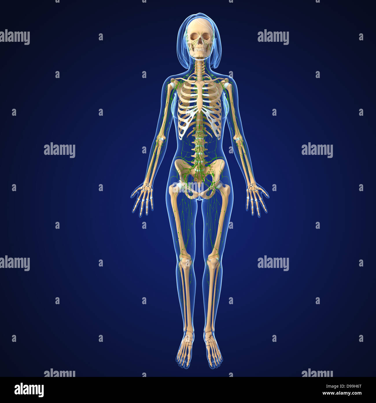 Lymphatic system of human body anatomy Stock Photo Biology Diagrams