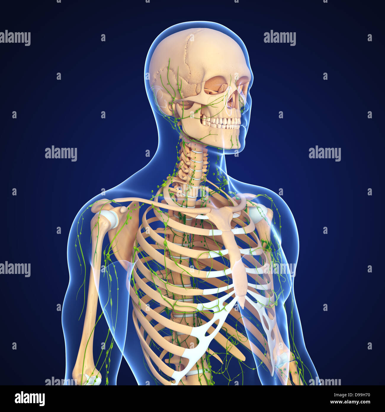 Lymphatic system of human body anatomy Stock Photo Biology Diagrams