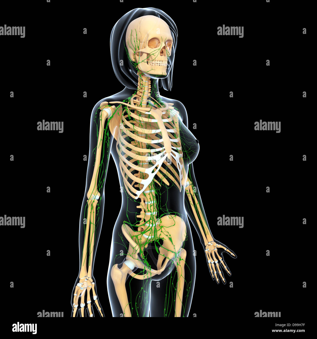 lymphatic system of female body anatomy Stock Photo