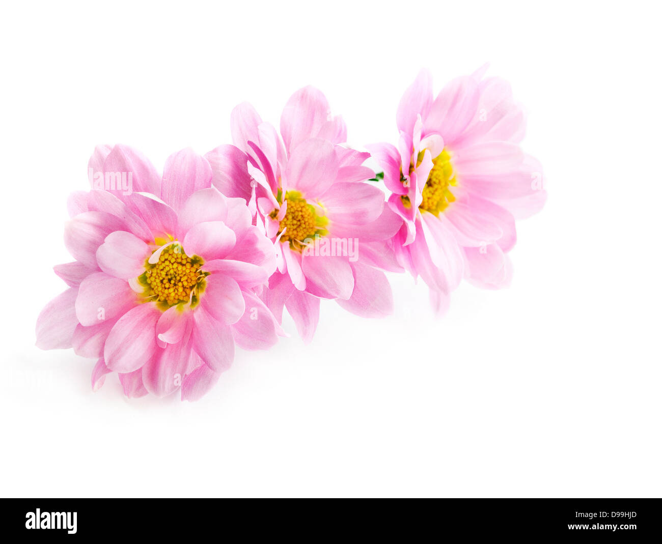 Three flowers isolated over white background Stock Photo - Alamy
