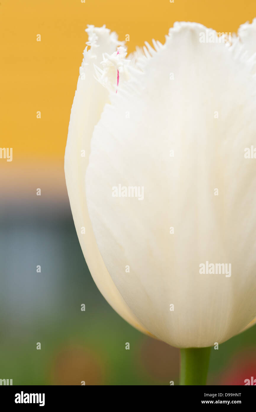 Close up photograph of tulips bud Stock Photo Alamy