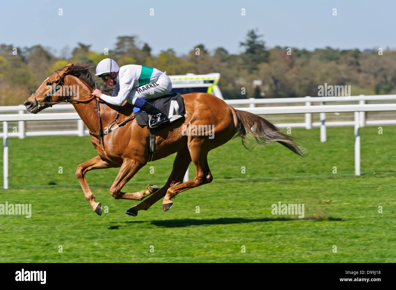 Horse with jockey galloping towards finish line, Ascot Racecourse, England, United Kingdom. Stock Photo
