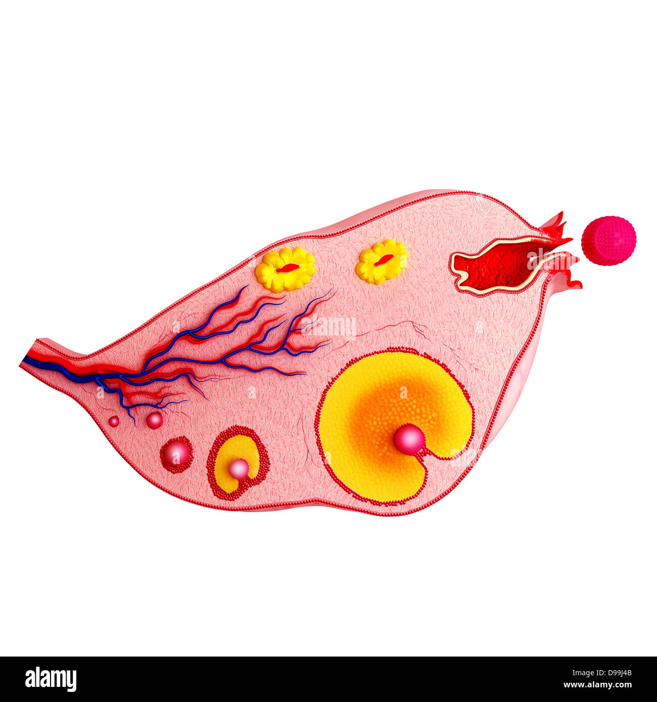 Ovarian cycle with white background Stock Photo Alamy