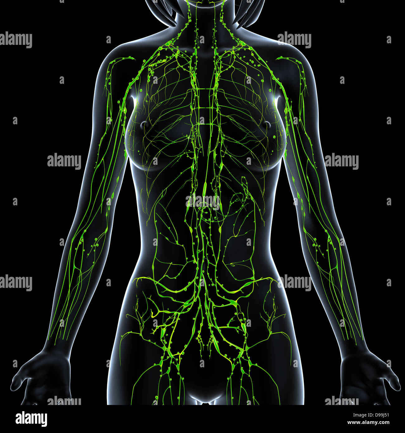 lymphatic system of female body anatomy in x-ray form Stock Photo - Alamy