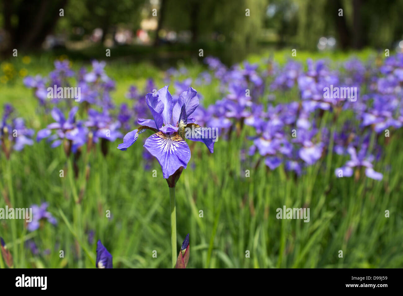 Detail Of An Iris Flower With Crowd Flower Fields Stock Photo Alamy