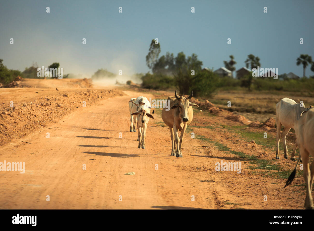 Cows walking a dirt road Stock Photo - Alamy