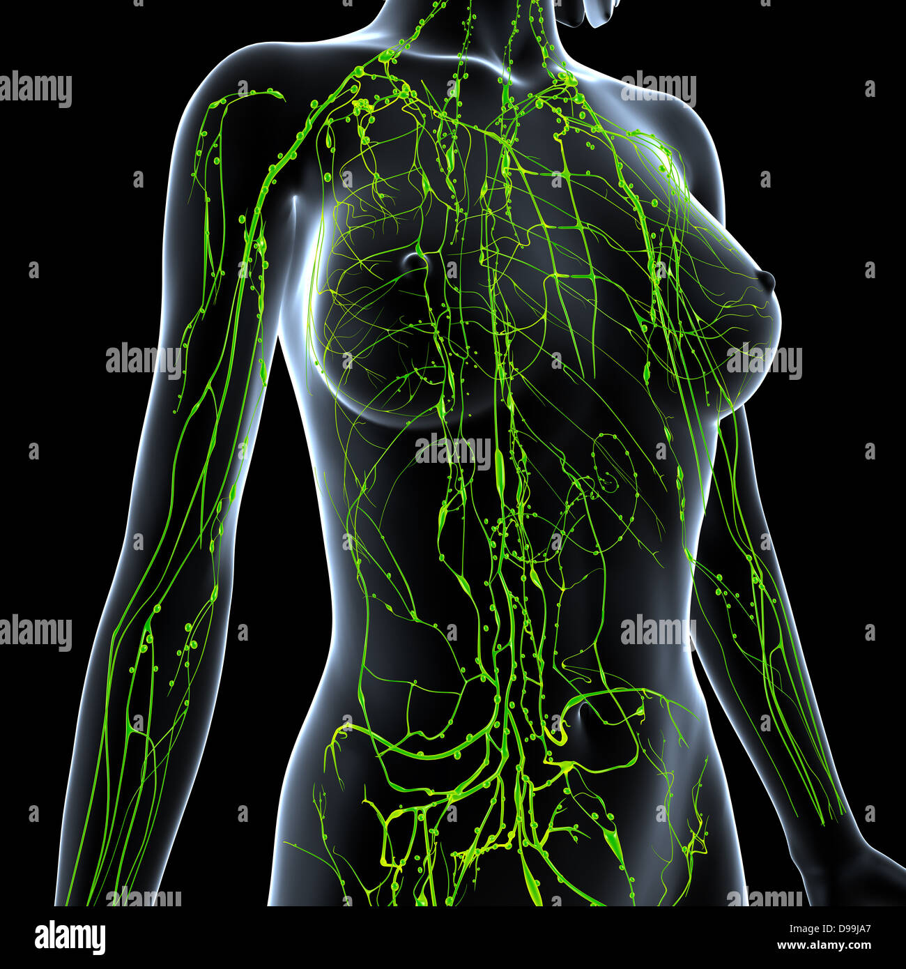 Lymphatic system of female body Stock Photo