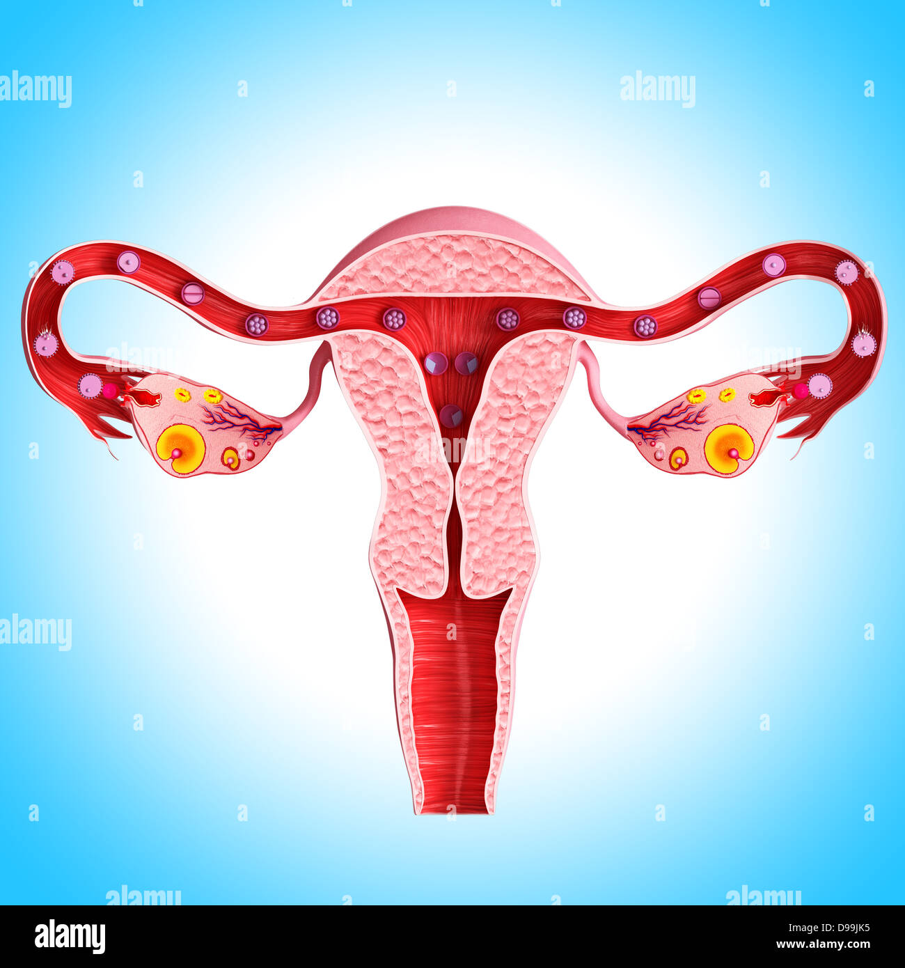 Ovarian cycle with white background Stock Photo