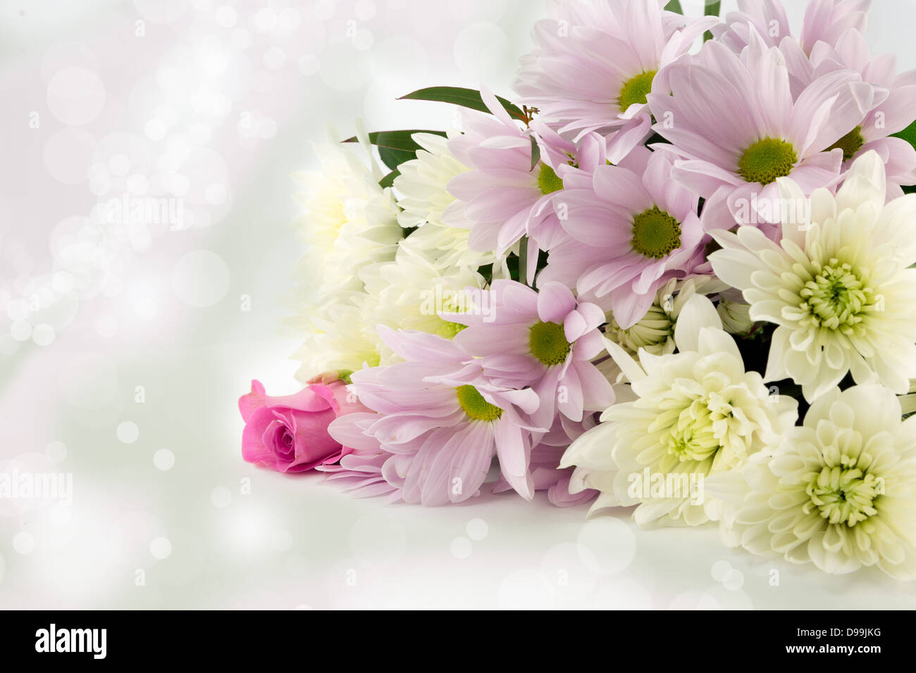 Pastel pink and white chrysanthemum bouquet with a soft diffused background Stock Photo