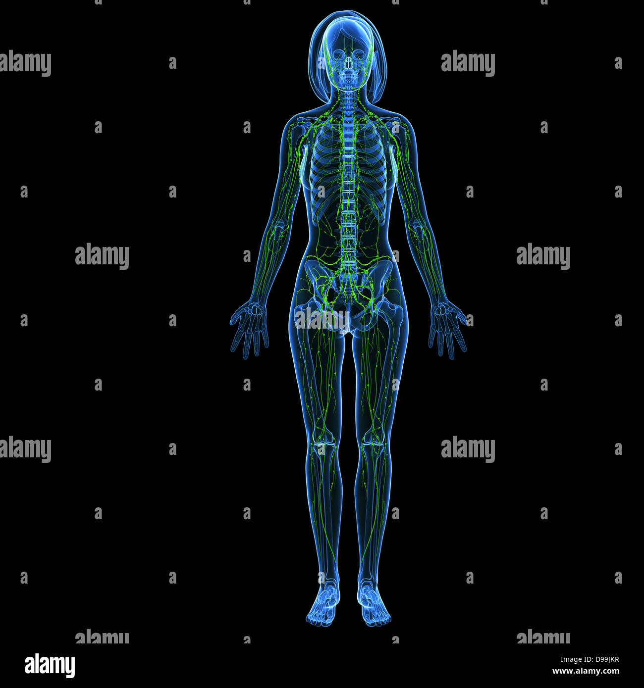 Lymphatic system of female body Stock Photo Alamy