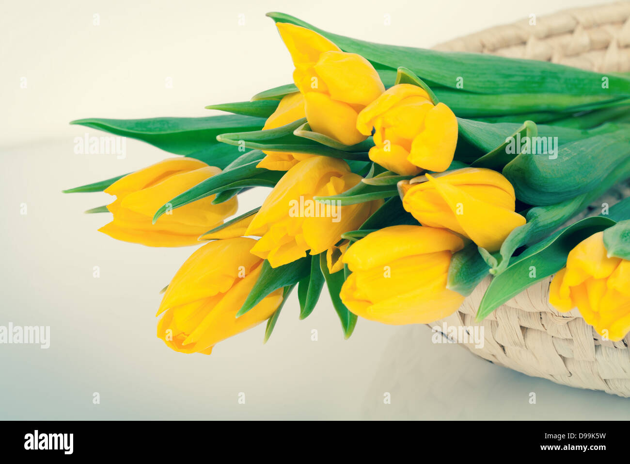 bouquet of fresh yellow tulips Stock Photo