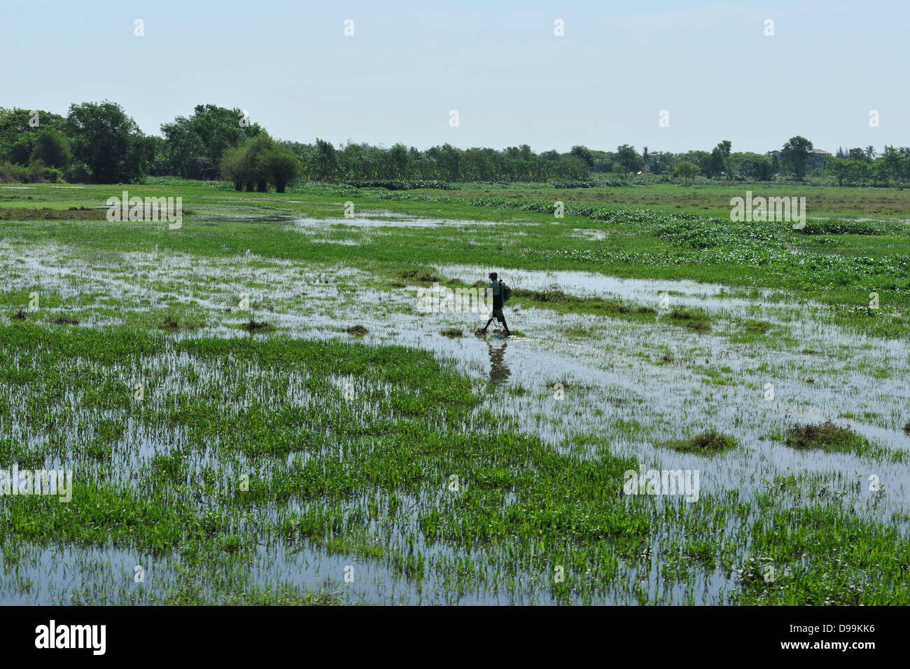 rice fields in Yangon outskirts Stock Photo