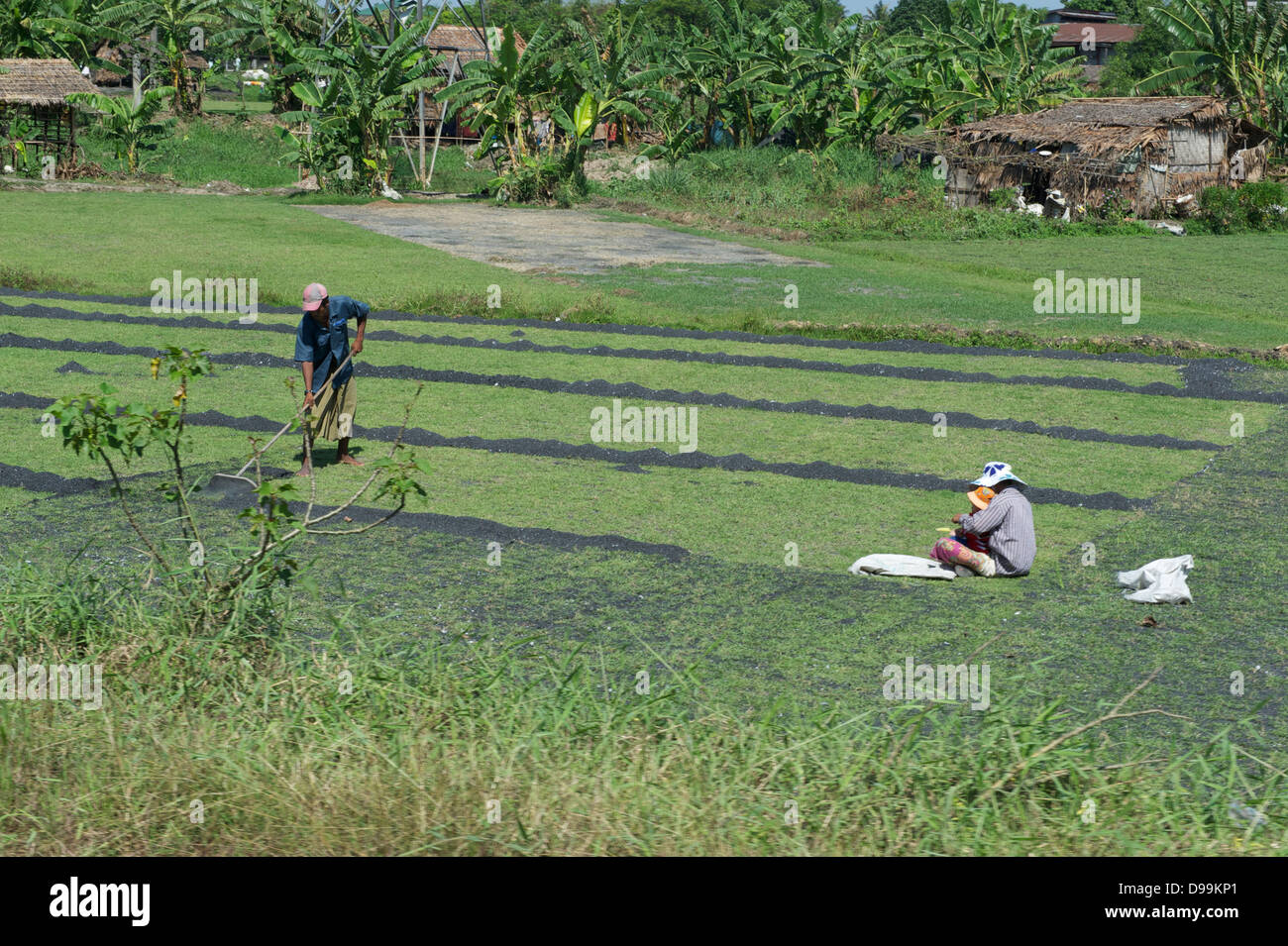 people working the fields in the outskirts in Yangon Stock Photo