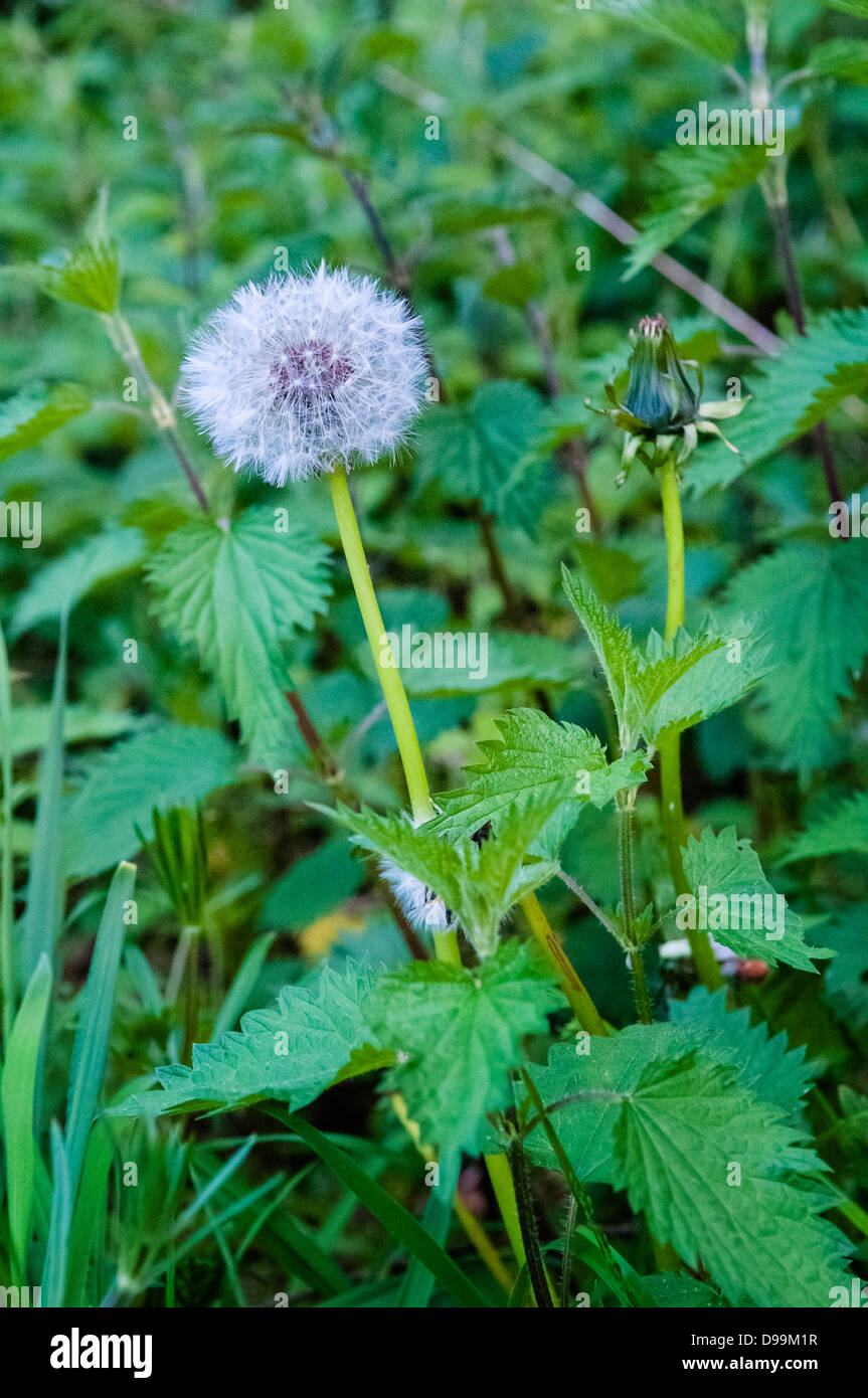 Two dandelions heads, one unopened, among weeds including nettles. Stock Photo