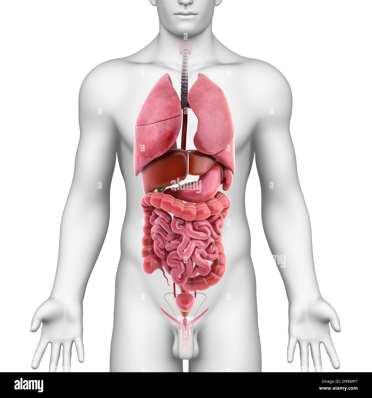 Human organs with marked stomach Stock Photo
