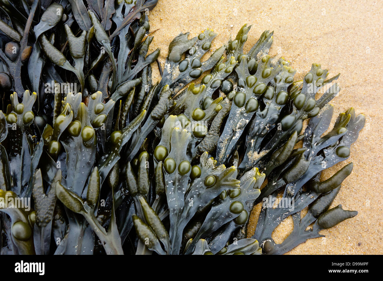 Sea weed on beach bladder wrack fucus vasiculosus Stock Photo