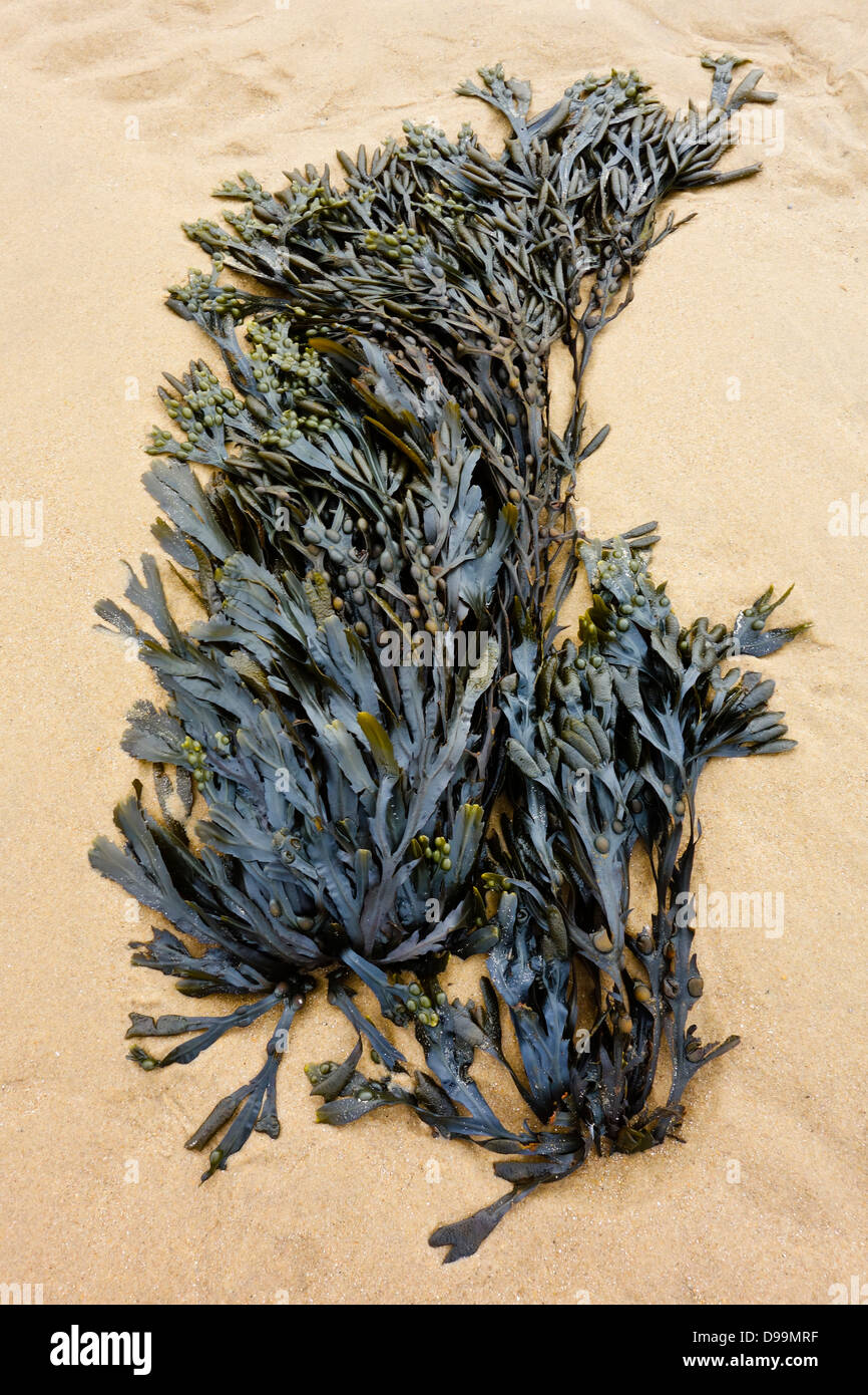 Sea weed on beach bladder wrack fucus vasiculosus Stock Photo