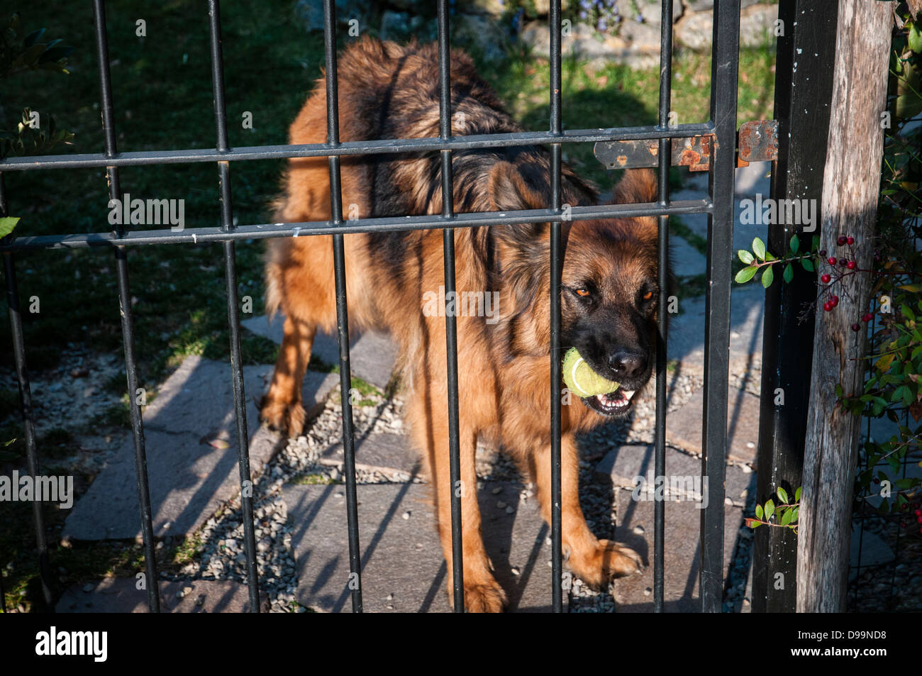 A german shepherd with a tennis ball in it's mouth Stock Photo Alamy