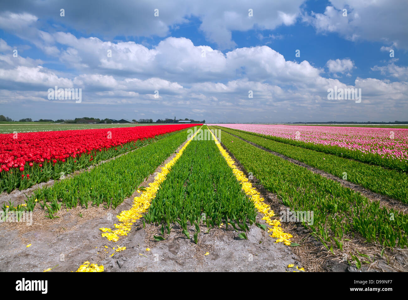 colorful tulip fields in Alkmaar, North Holland during spring Stock ...