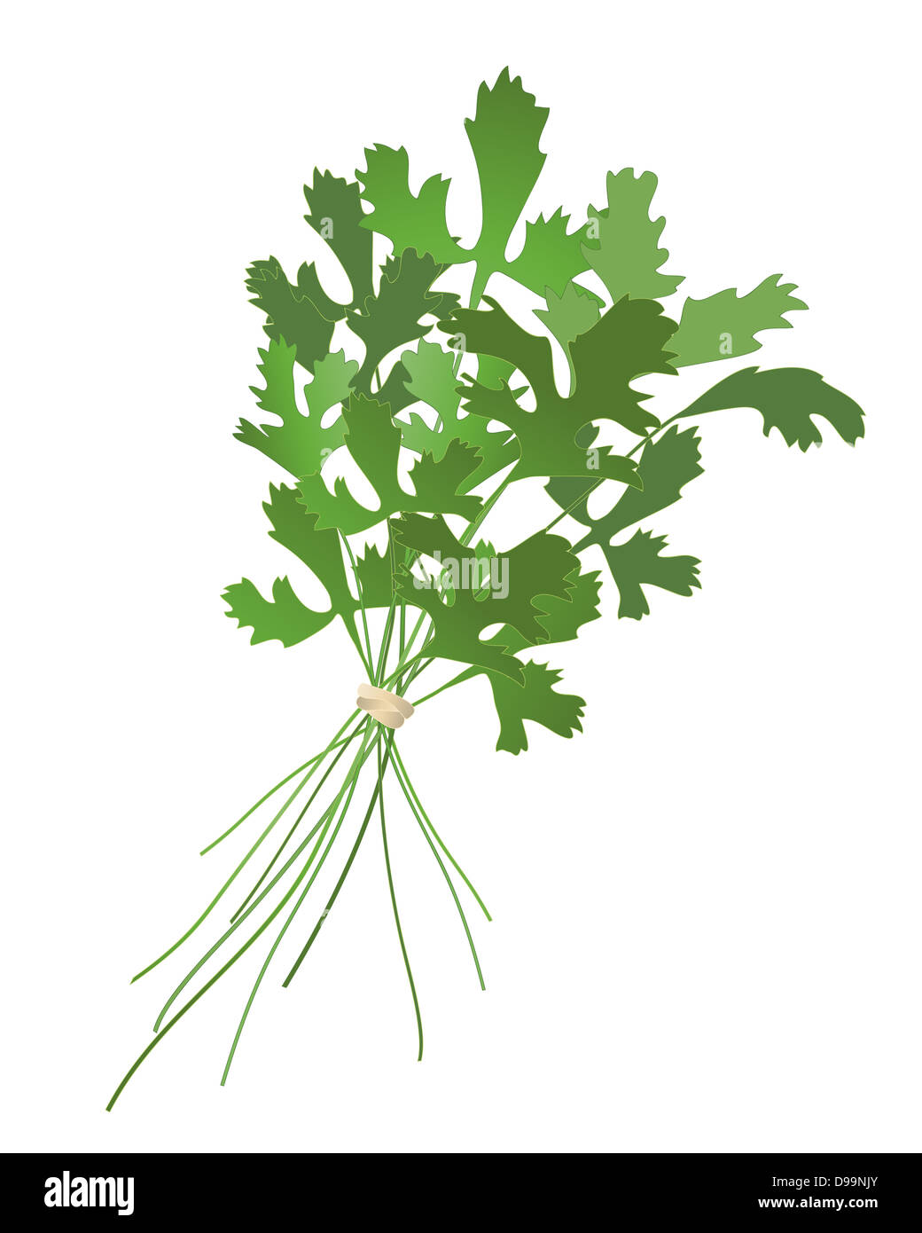 an illustration of a bunch of cilantro isolated on a white background ...
