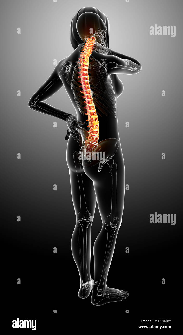 Human back pain anatomy Stock Photo Alamy