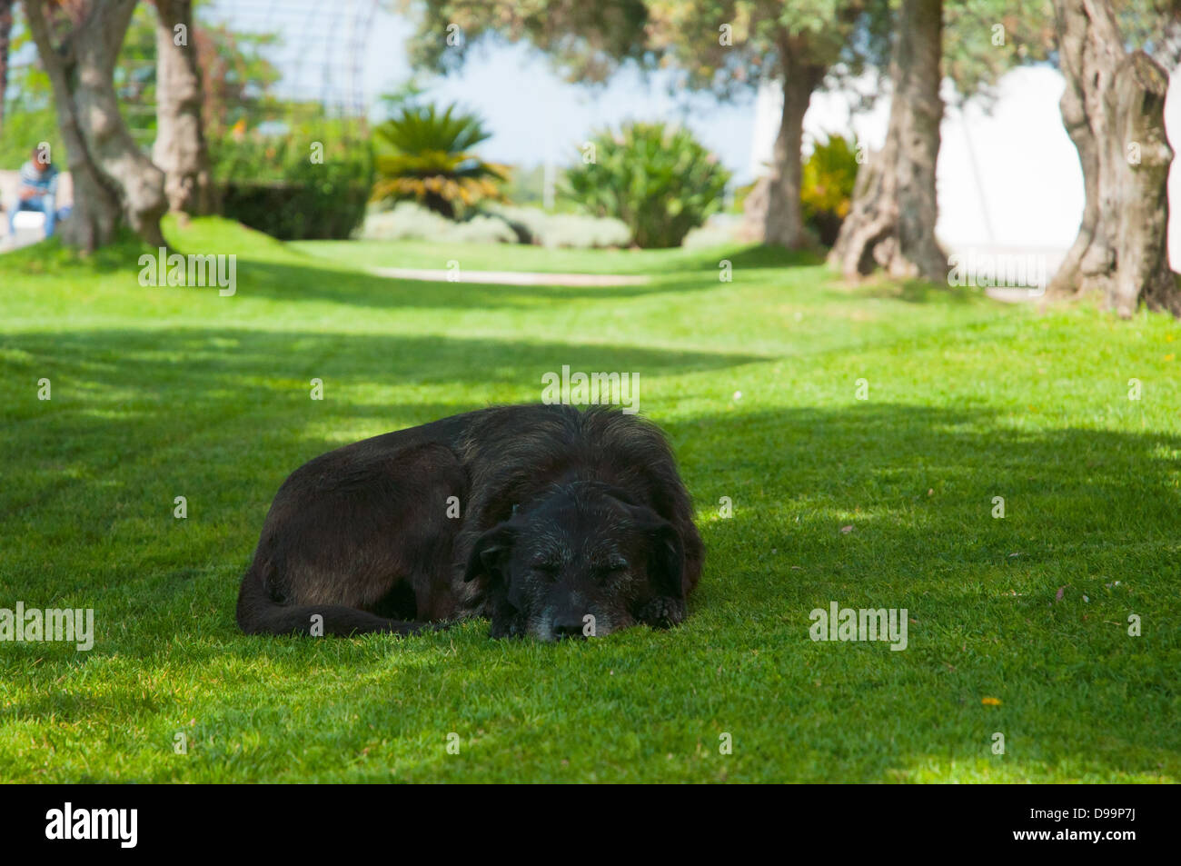 Black dog sleeping on the lawn Stock Photo - Alamy