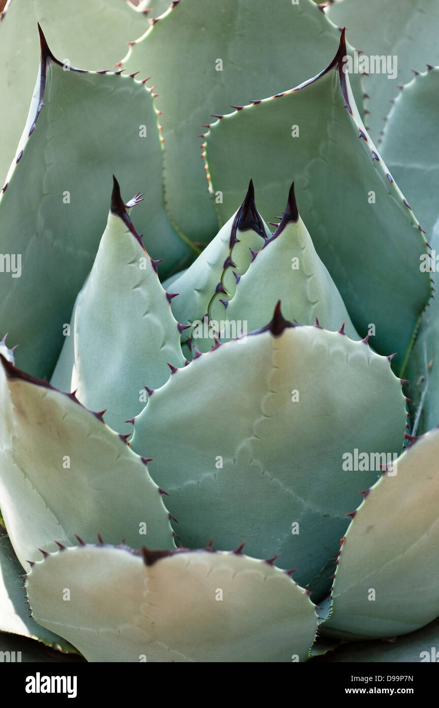 Agave parryi huachucensis plant Stock Photo