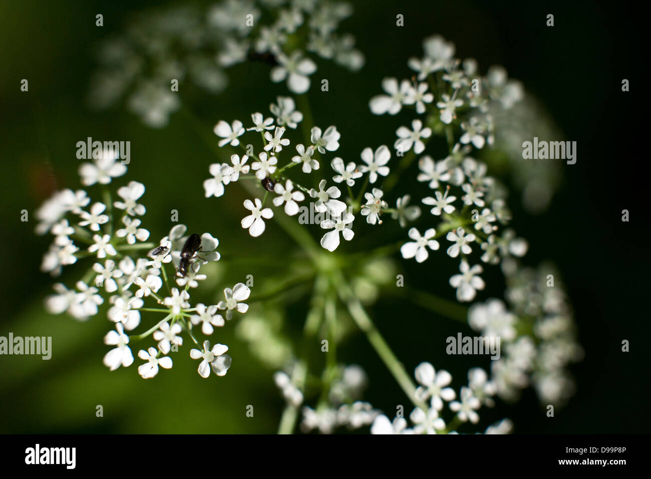 Anthriscus sylvestris, known as cow parsley, wild chervil, wild beaked parsley, keck, or Queen Anne's lace in closeup Stock Photo