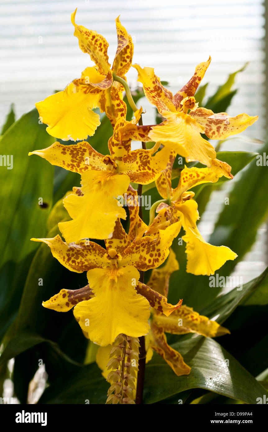 x odontocidium Purbeck Gold gr orchid Stock Photo