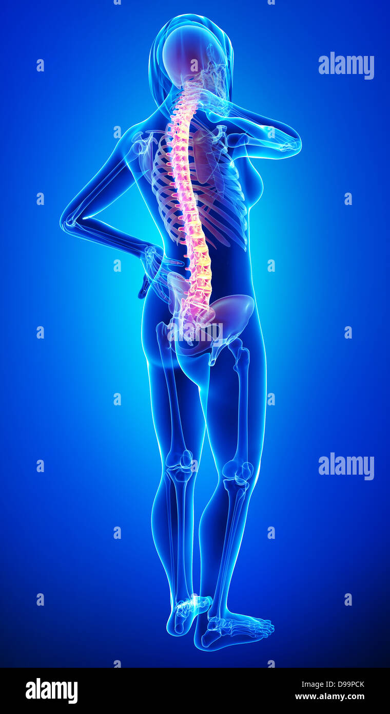 Human back pain anatomy Stock Photo Alamy